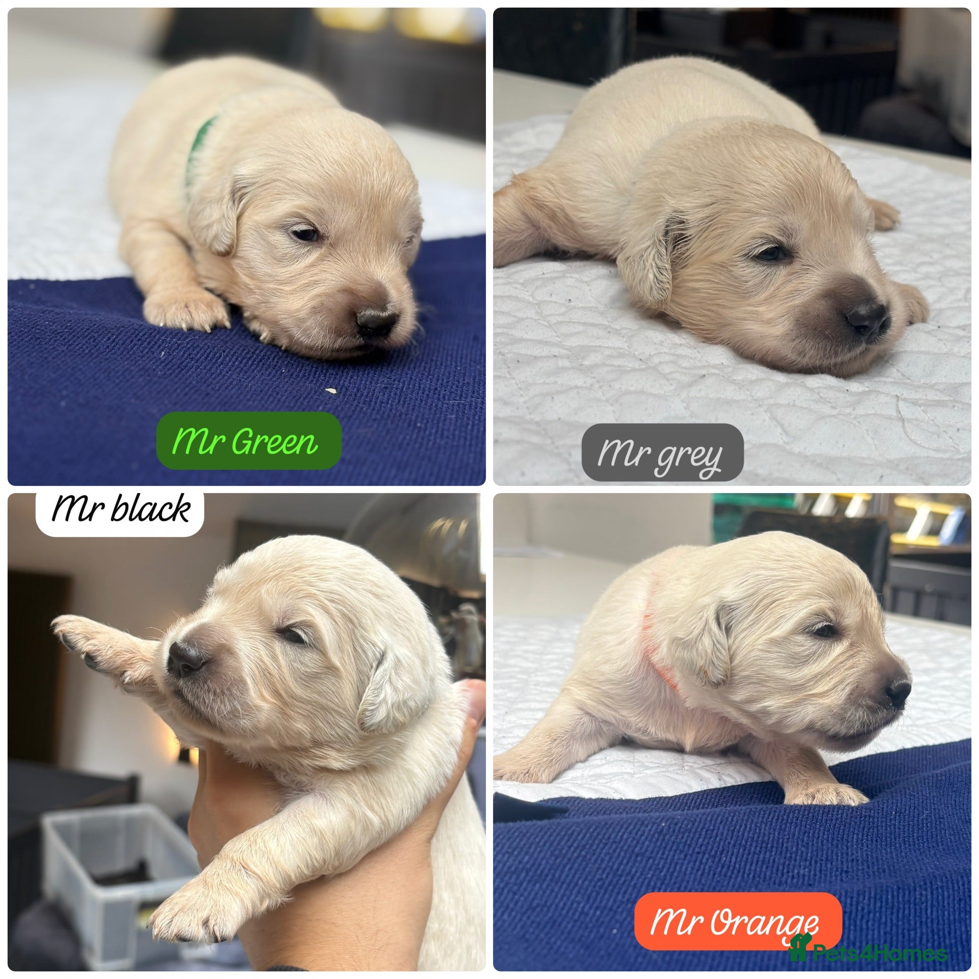 Golden Retriever dogs Outstanding KC Reg Golden Retriever Puppies - Advert 2