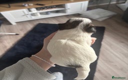 Lhasa Apso dogs for sale: Lhasa Apso Puppies for sale - Image 4