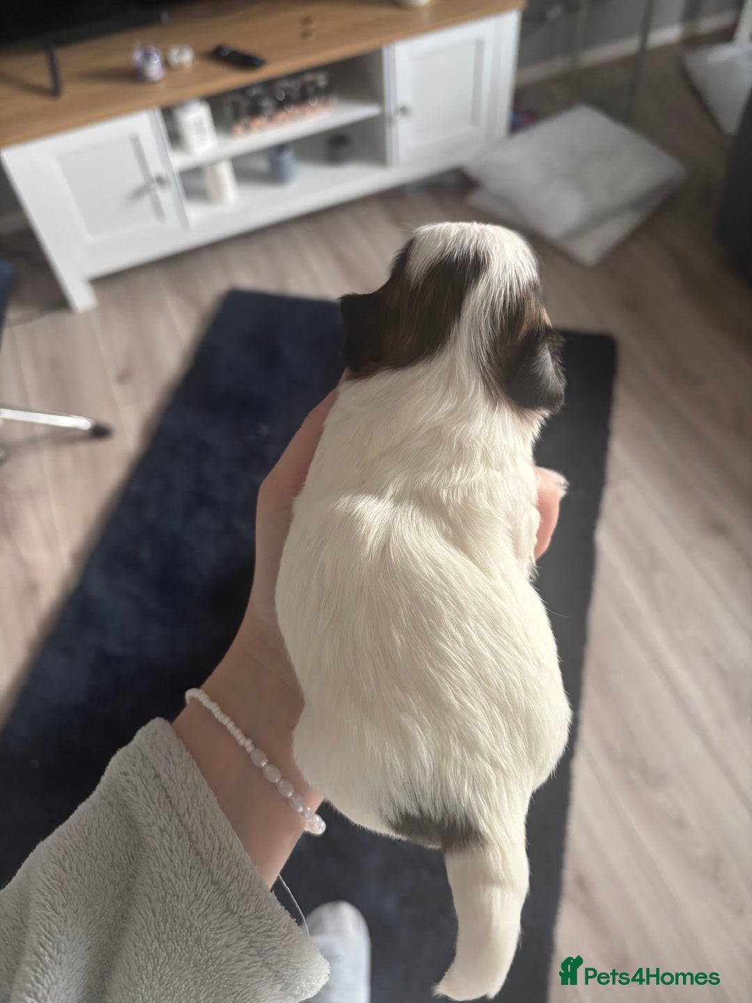 Lhasa Apso dogs for sale: Lhasa Apso Puppies for sale - Image 4