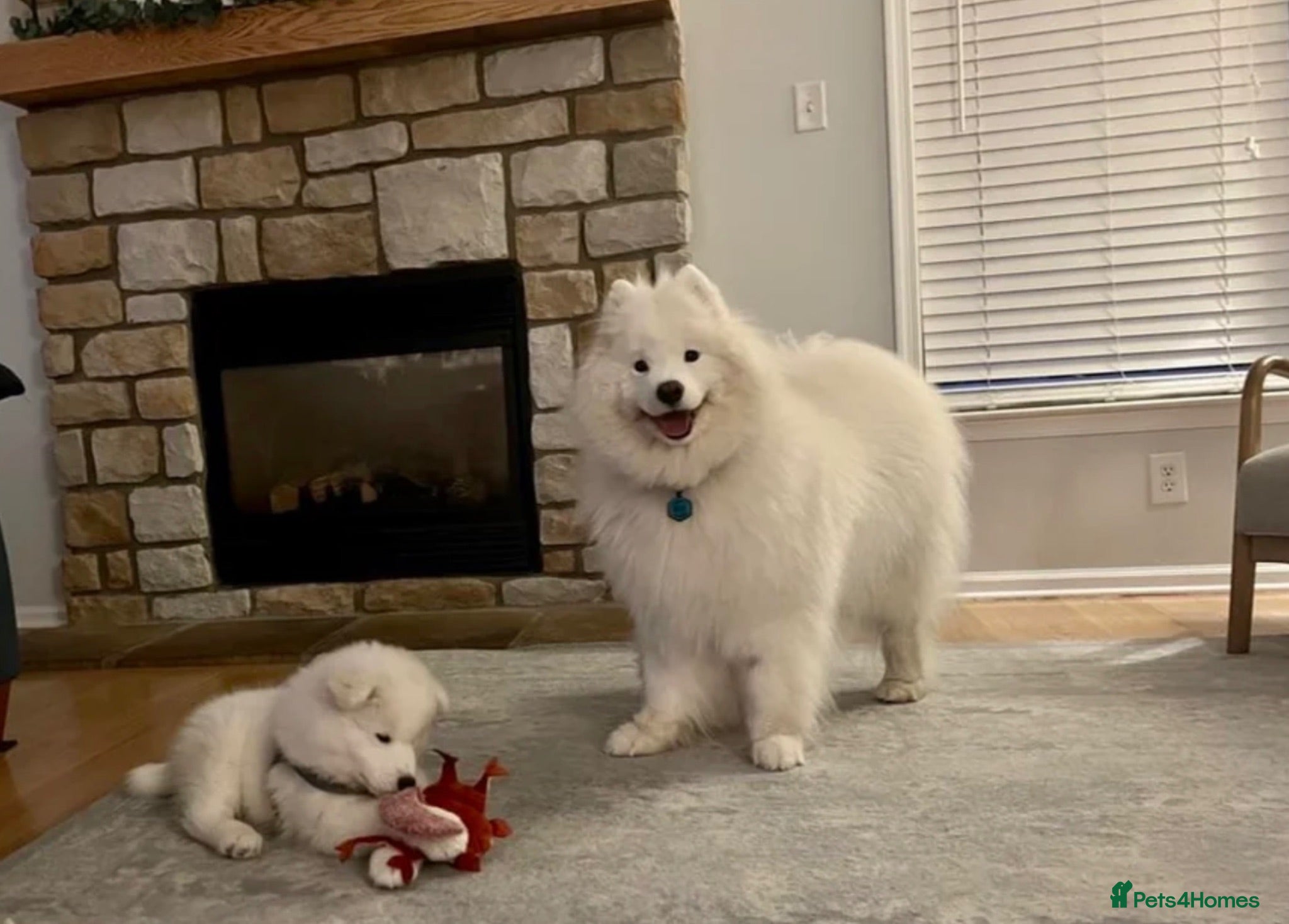 Samoyed dogs Adorable Samoyed Dog - Advert 12