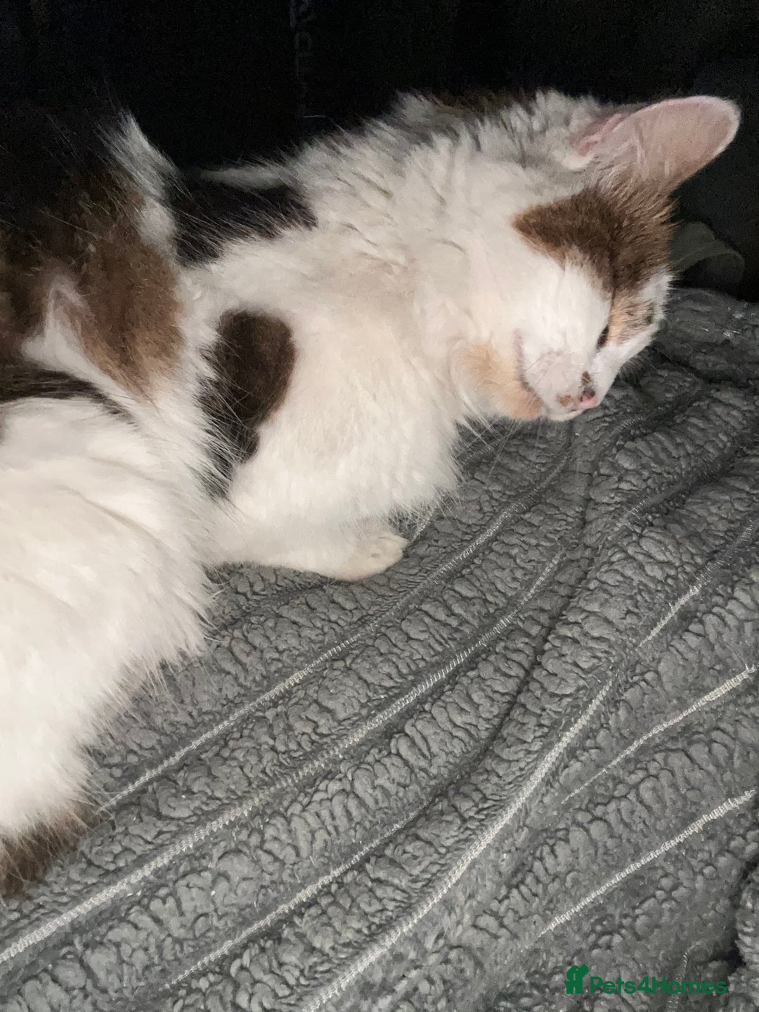 Maine Coon cats for sale: Rosie - Advert 1