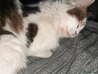 Maine Coon cats Rosie - Advert 1