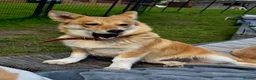 Welsh Corgi Cardigan dogs for adoption: Britney – Female Welsh Corgi - Advert 5