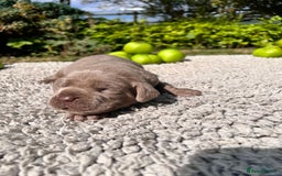 Cane Corso dogs for sale: Exceptional litter, Italian Cane Corsos, ICCF Peds - Image 17