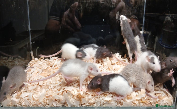 Rat rodents - Advert 3