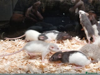 Rat rodents - Advert 21