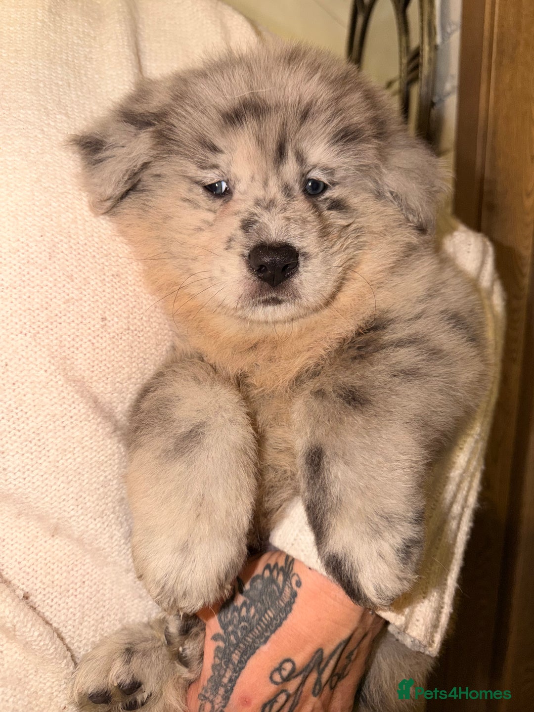 Mixed Breed dogs for sale: 🧸CHOW SHEPHERDS🧸 little bears ready now! - Advert 13