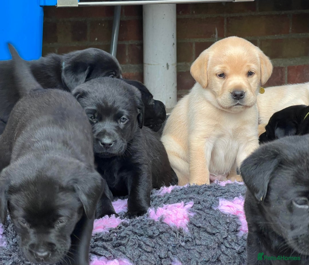 Labrador Retriever dogs for sale: Ready now from Plettenberg Labradors, KC Reg. - Image 8