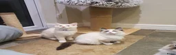 Ragdoll cats for sale: 💖Beautiful GCCF Registered Ragdoll Kittens. - Advert 2