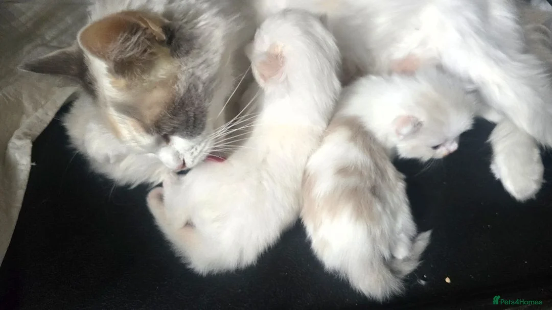 Ragdoll cats for sale: Ragdoll kittens looking for loving homes - Advert 2