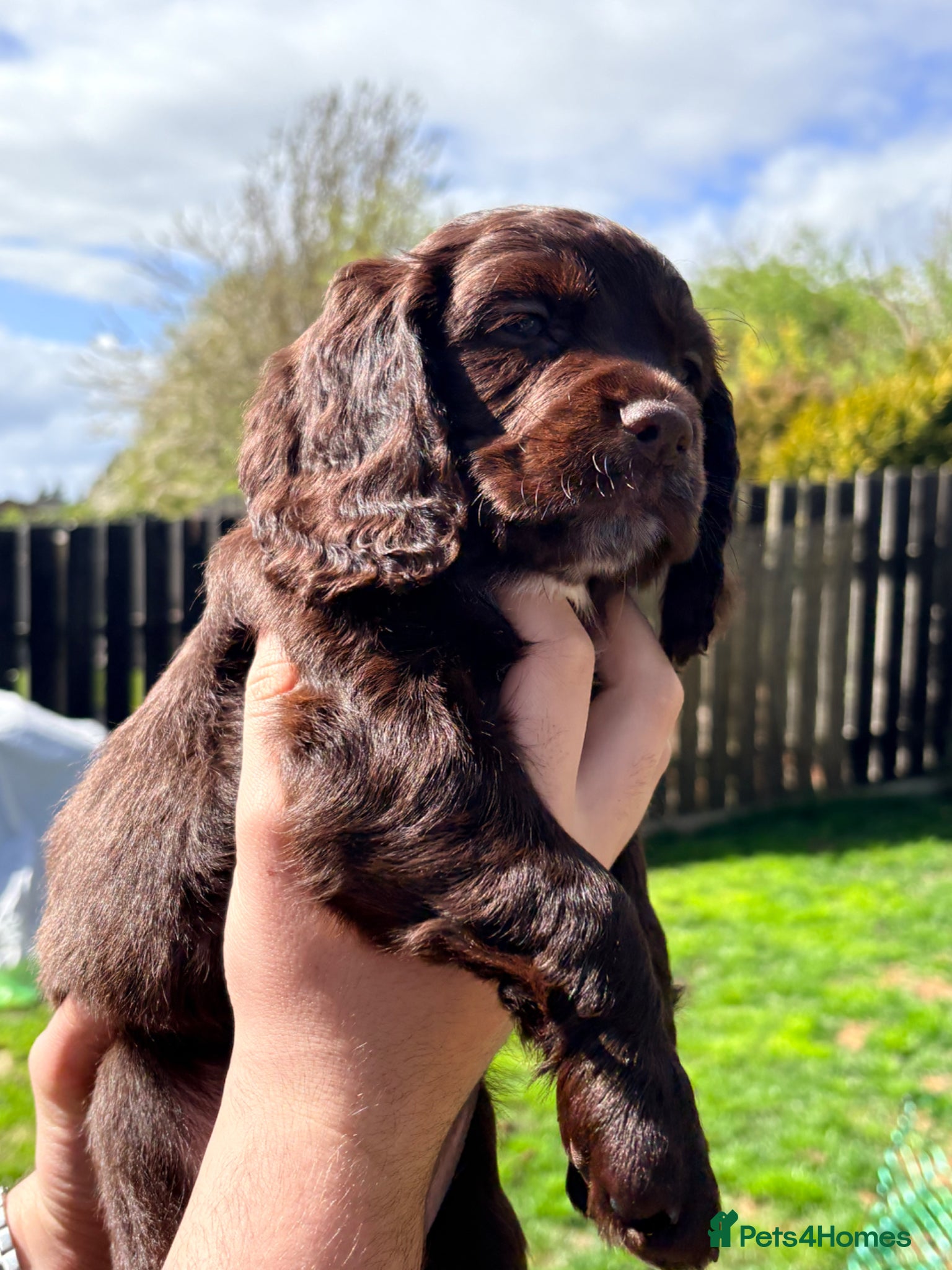 Cocker Spaniel dogs Working Cocker Spaniel RKC Registered - Advert 2