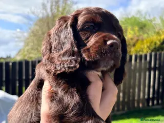 Cocker Spaniel dogs Working Cocker Spaniel RKC Registered - Advert 2