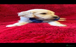 Double Doodle dogs for sale: Beautiful Double Doodles puppies  - Image 3