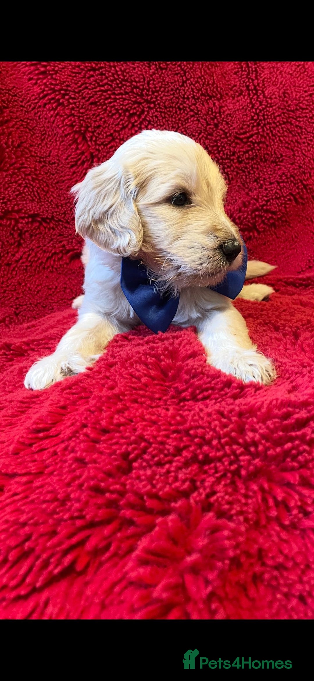 Double Doodle dogs for sale: Beautiful Double Doodles puppies  - Image 3