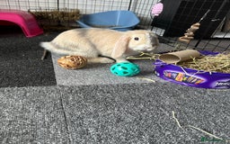 Mini Lop rabbits for sale: 13 week old mini lop with harlequin pattern  - Image 1