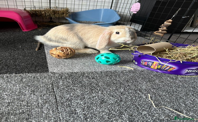 Mini Lop rabbits - Advert 5