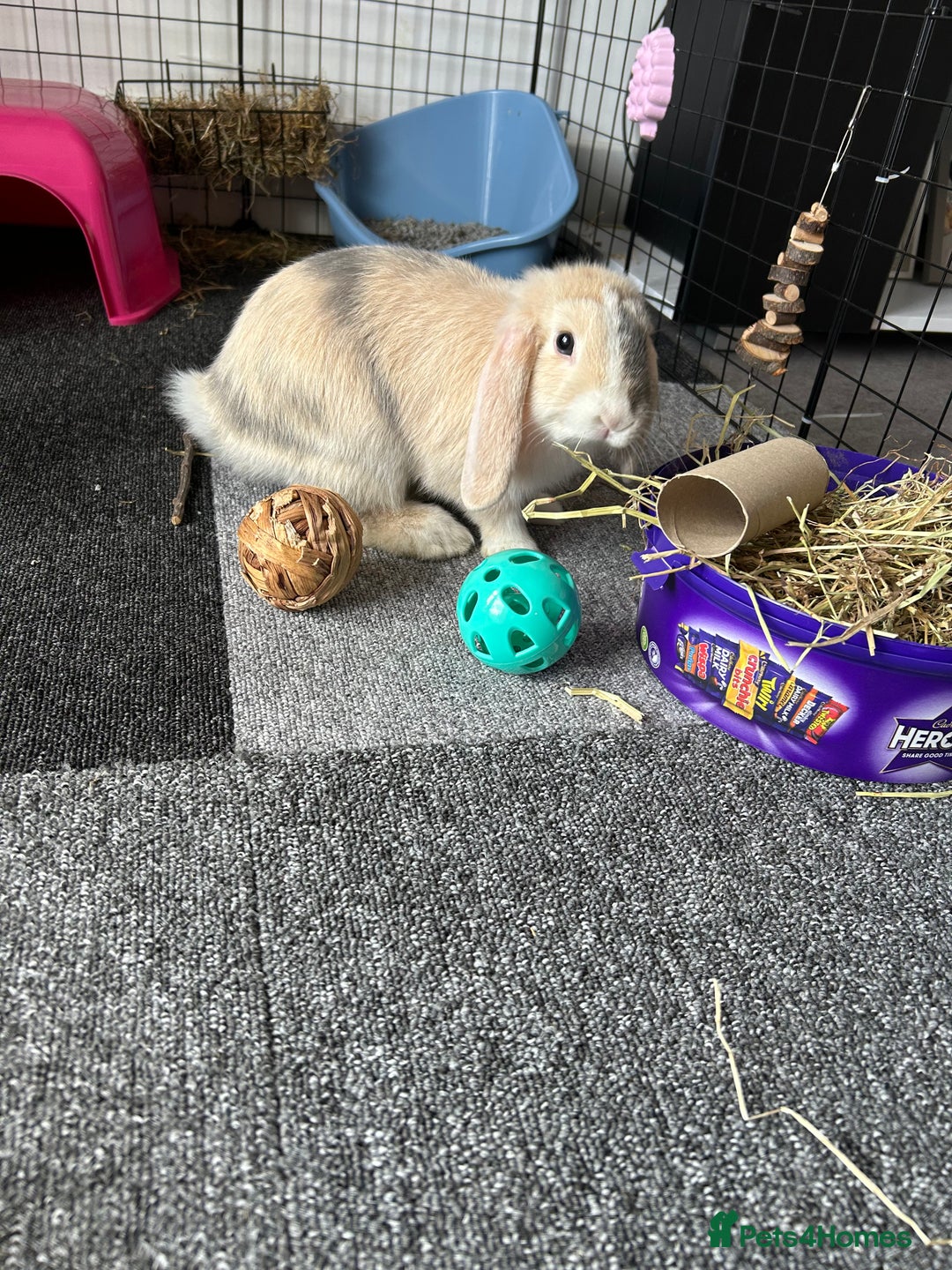 Mini Lop rabbits for sale: 13 week old mini lop with harlequin pattern  - Image 1