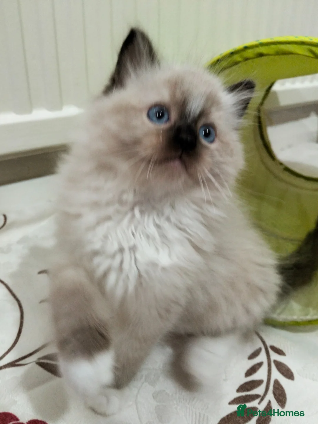 Ragdoll cats for sale: Purebred ragdoll kittens  - Advert 2