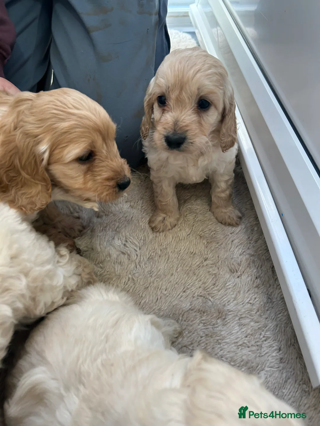 Cockapoo dogs for sale: F1b cockapoo  - Advert 10