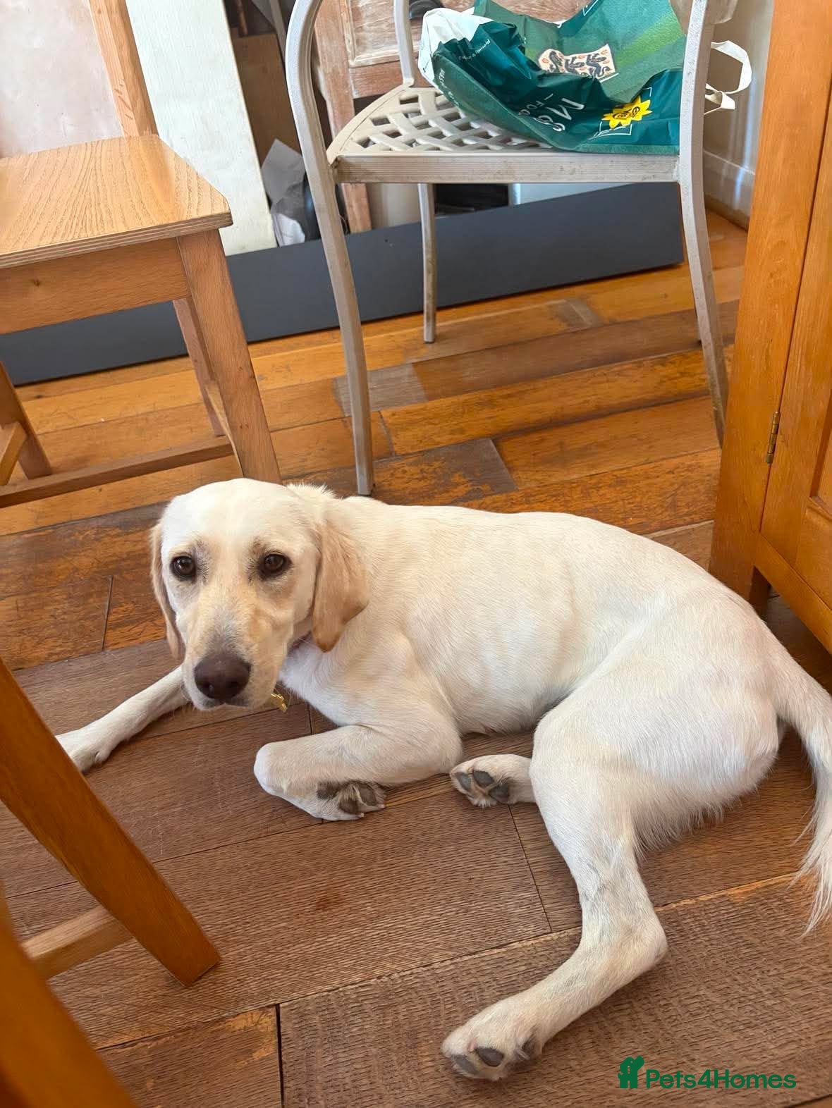 Mixed Breed dogs Sweet Camille is looking for her forever home - Advert 4