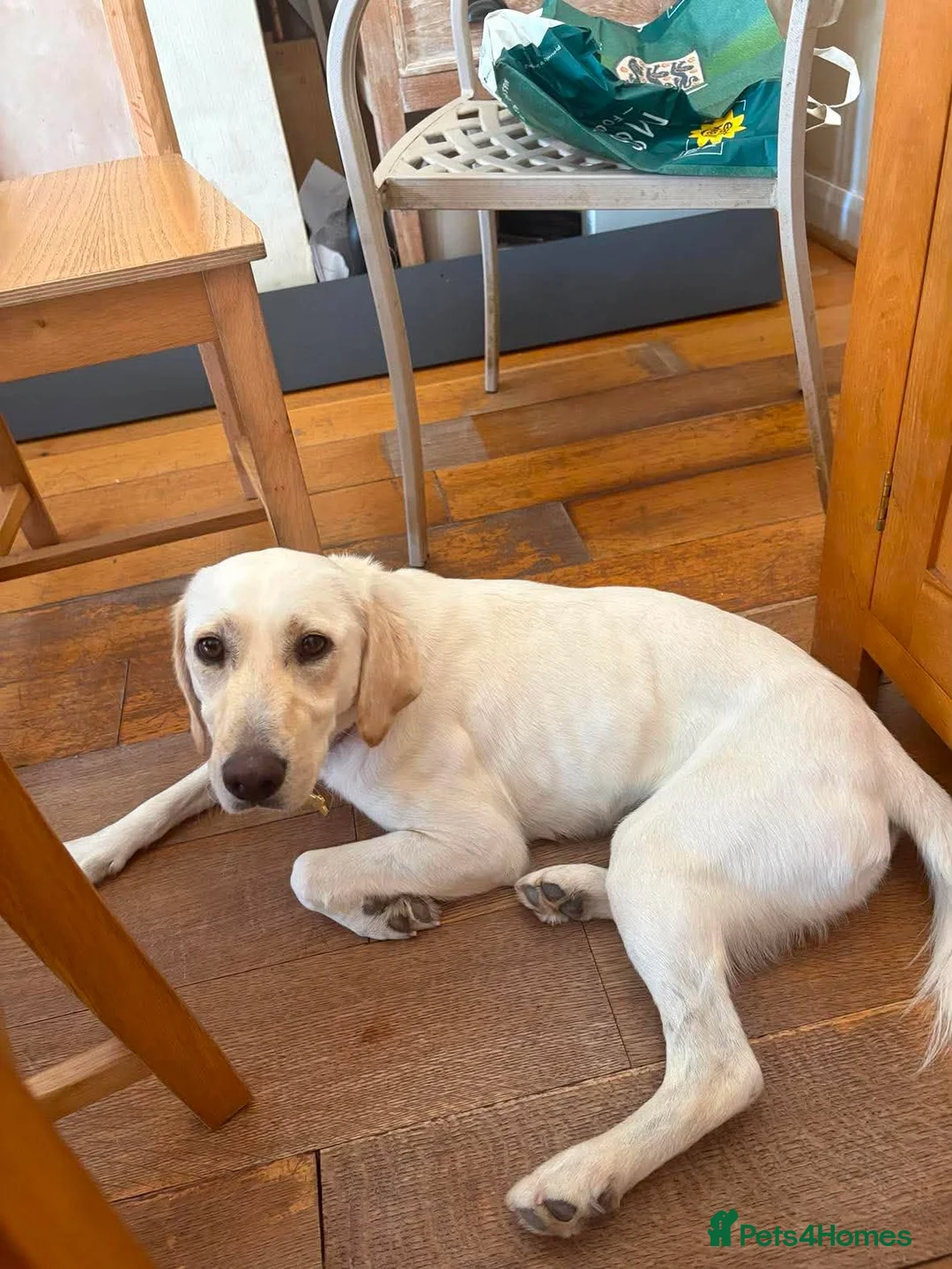 Mixed Breed dogs for adoption: Sweet Camille is looking for her forever home - Advert 1