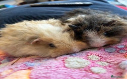 Guinea Pig rodents for sale: Two girl guinea pigs and set up  - Image 2