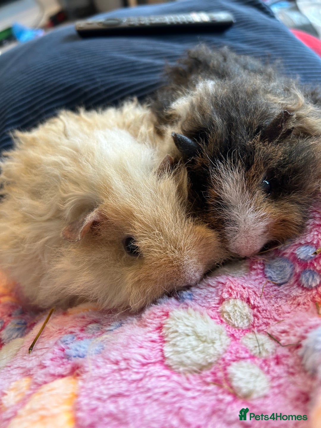 Guinea Pig rodents for sale: Two girl guinea pigs and set up  - Image 2