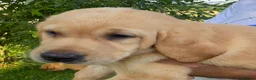 Labrador Retriever dogs for sale: KC Registered Labrador Retriever puppies  - Advert 21