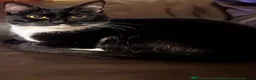 Mixed Breed cats for adoption: Minette (House/Indoor Cat) 🐈‍⬛🖤 - Advert 3