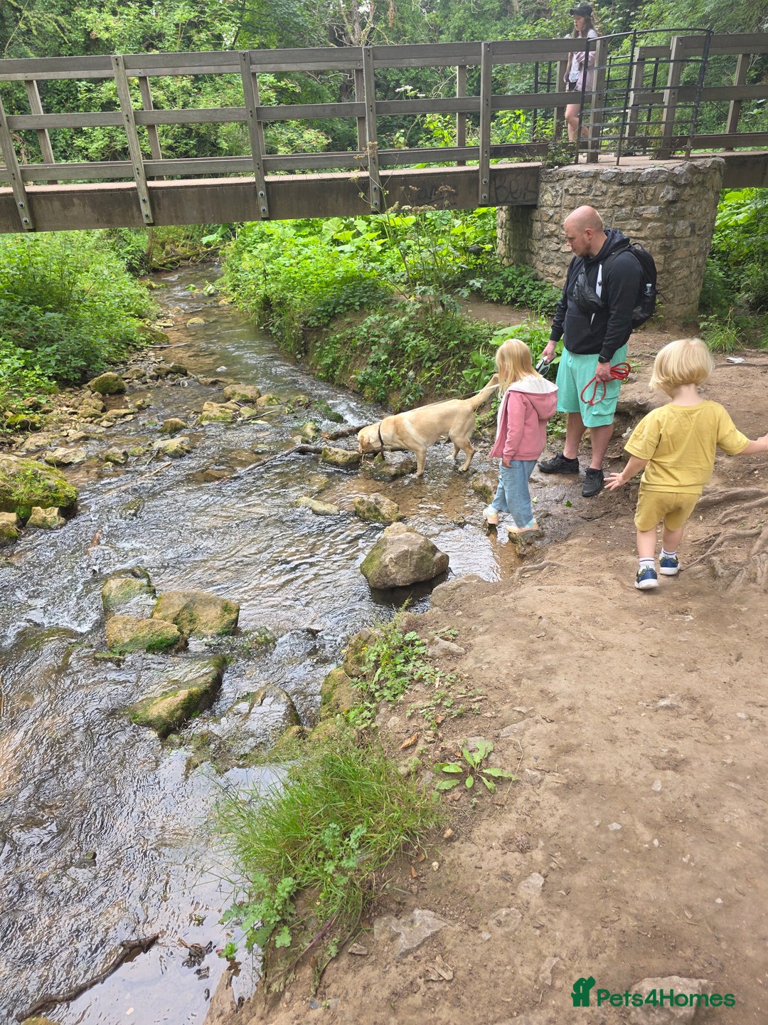 Goldador dogs for sale: Maggie 1 yr old labrador x golden retriever - Image 7