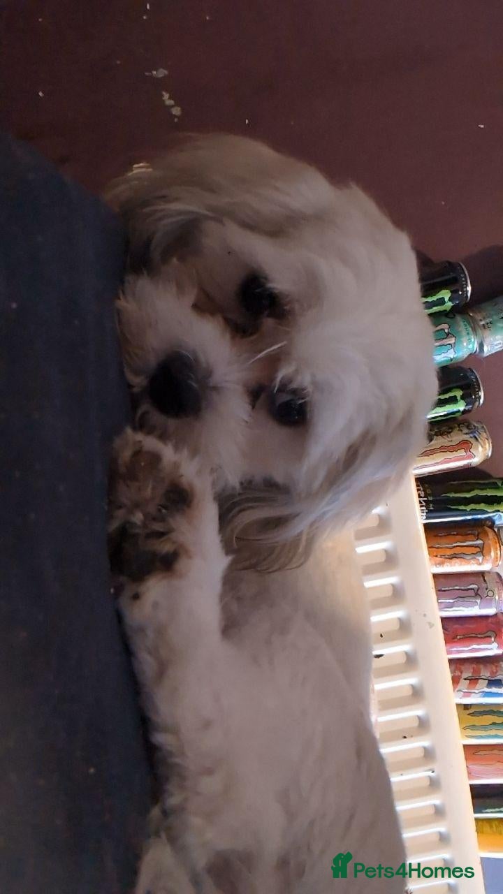 Cava Tzu dogs 16 month cava-tzu - Advert 3