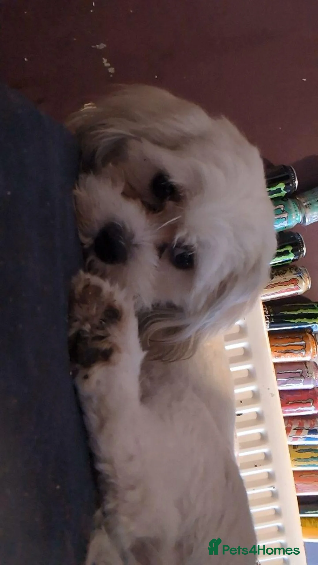 Cava Tzu dogs for sale: 16 month cava-tzu in Darwen - Advert 1