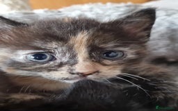 Mixed Breed cats for sale: Beautiful kittens - Image 2