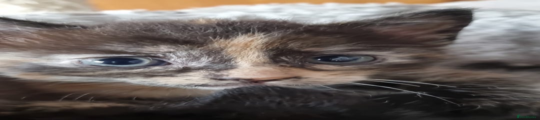 Mixed Breed Kitten 2