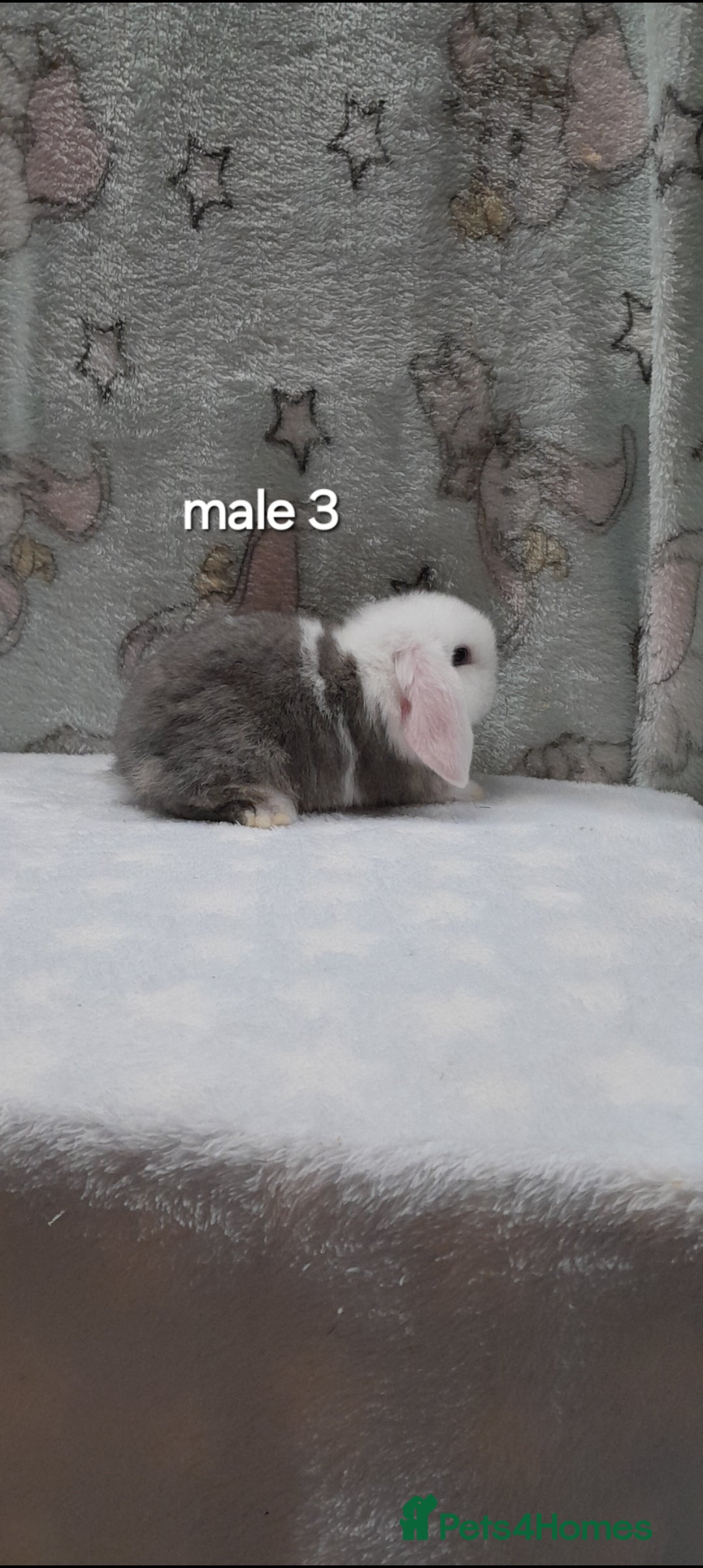 Mini Lop rabbits for sale: Purebred mini lops ready to reserve  - Advert 6