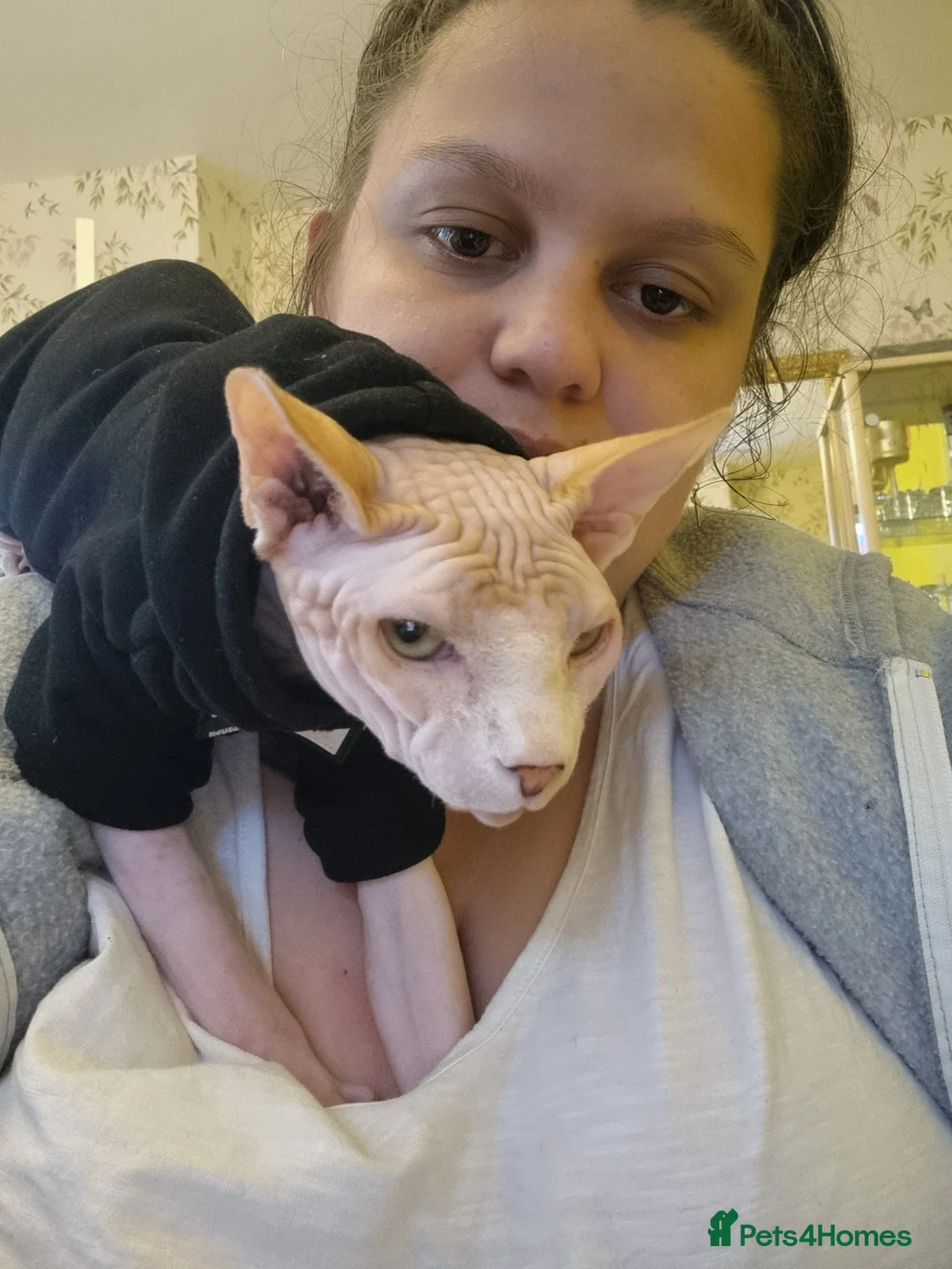 Sphynx cats for stud: Beautiful strong sphynx boy in Dewsbury - Advert 6