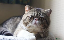 Exotic cats for sale: Two Stunning Neutered Exotic Adults - Retired - Image 2