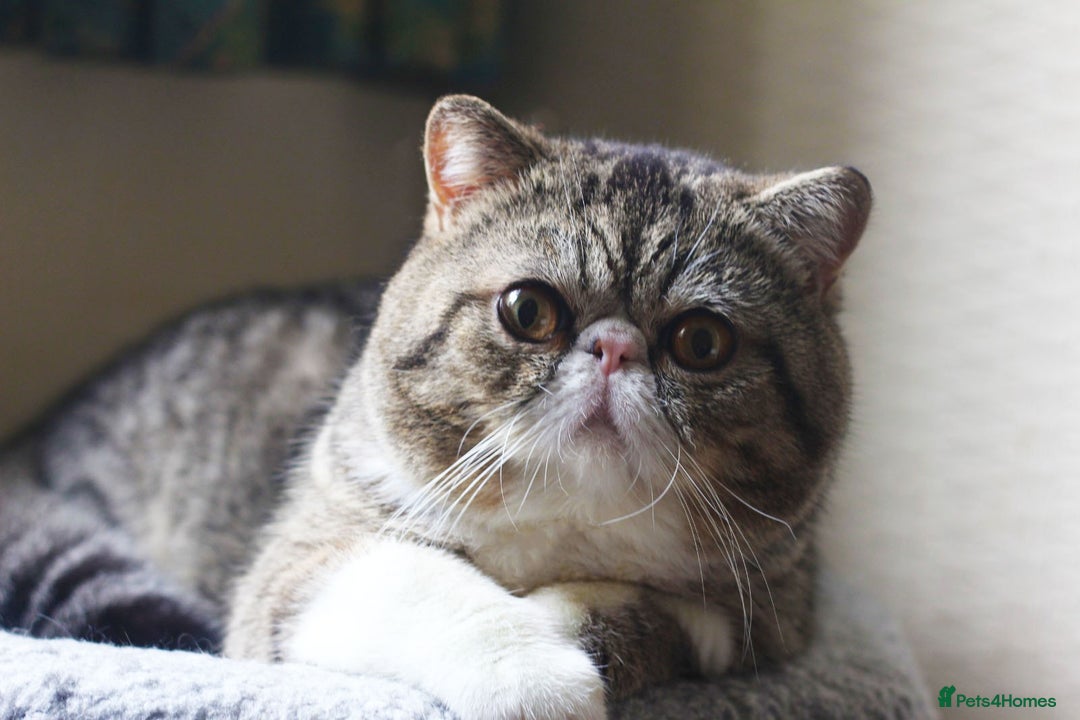 Exotic cats for sale: Two Stunning Neutered Exotic Adults - Retired - Image 2