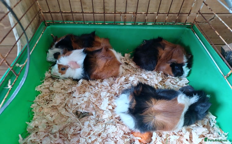 Guinea Pig rodents in Whitchurch - Advert 12