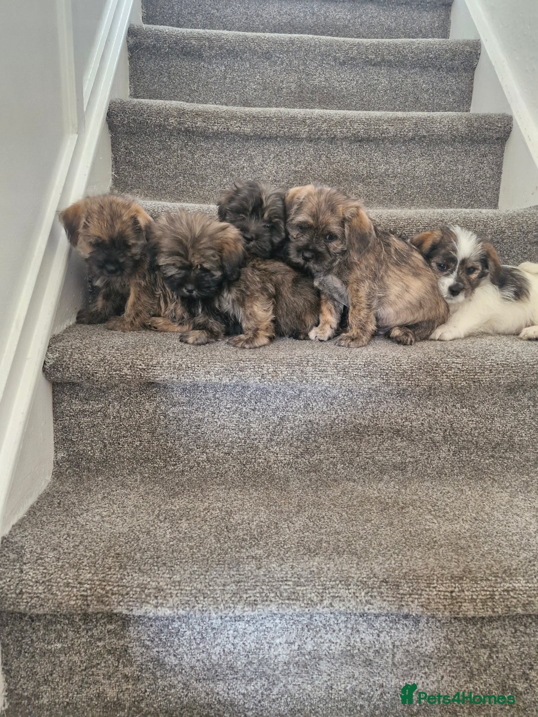 Malshi dogs for sale: Shih tzu x Maltese puppies  - Image 1