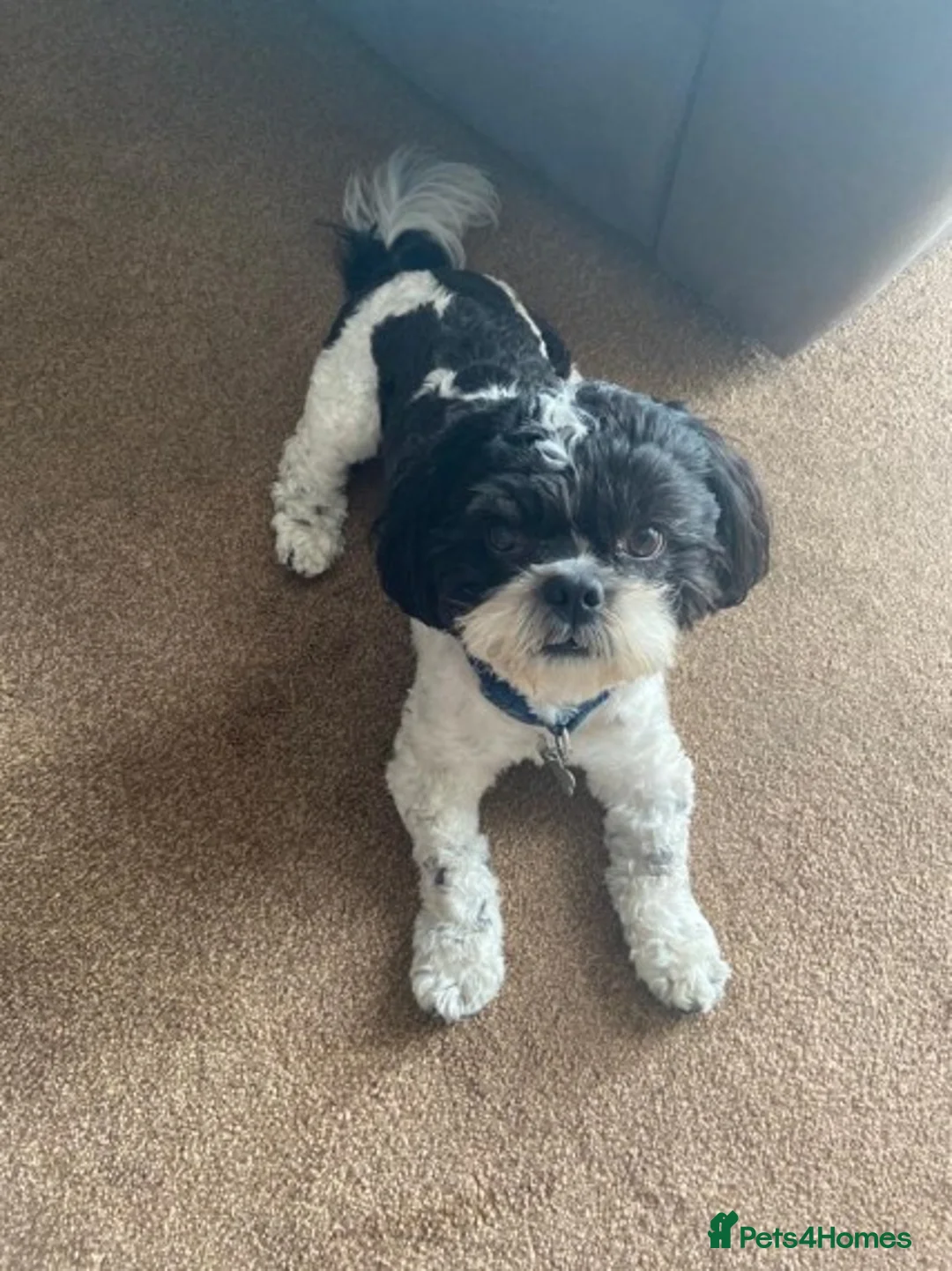 Shih Tzu dogs for stud: Alffi Our Family ShihTzu is Available for Stud. in Caernarfon - Advert 7