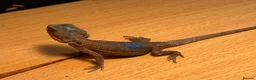 Bearded Dragon reptiles for sale: stunning baby bearded dragons  - Advert 9