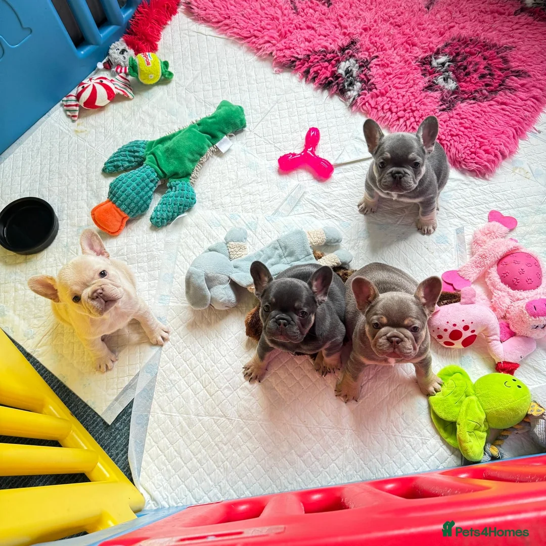 French Bulldog dogs for stud: ISABELLA NEWSHADE AND TAN CREAM CARRIER STUD in Boston - Advert 27