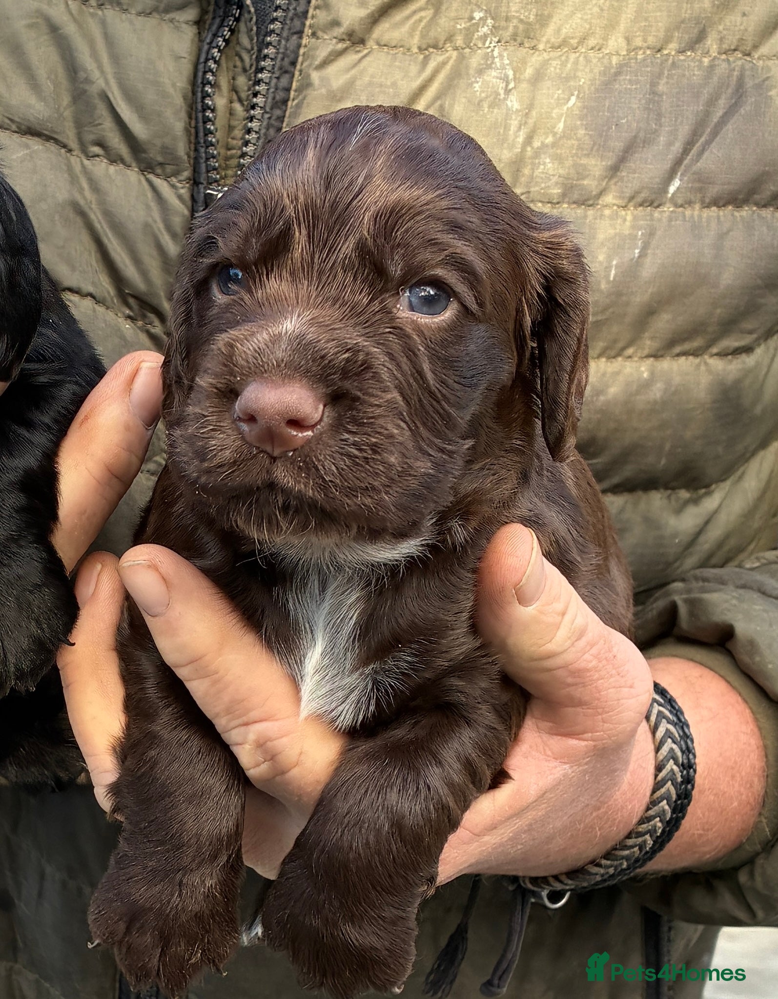 Cocker Spaniel dogs for sale: 5 Star Council Registered Breeder - Advert 2