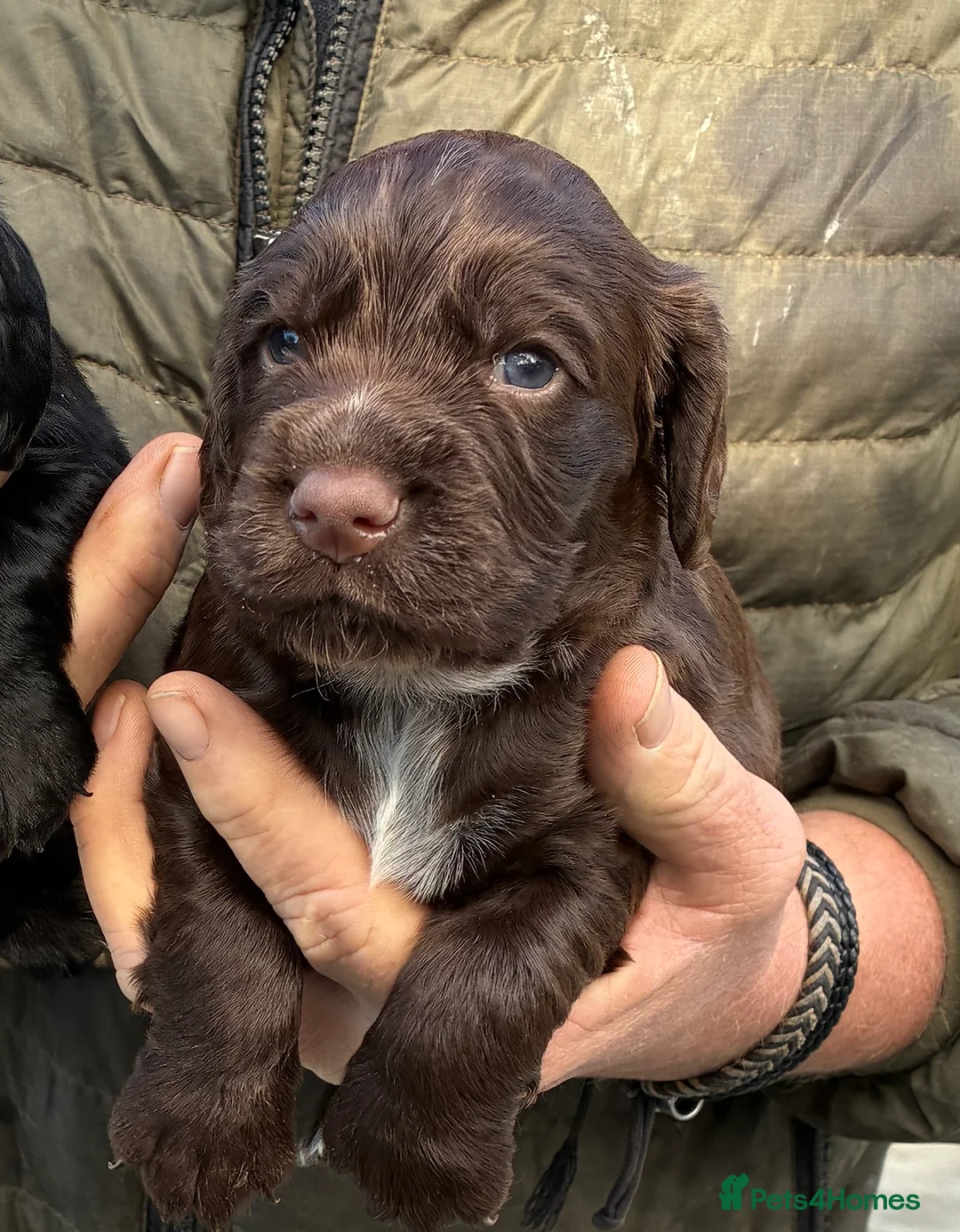 Cocker Spaniel dogs for sale: 5 Star Council Registered Breeder - Advert 2