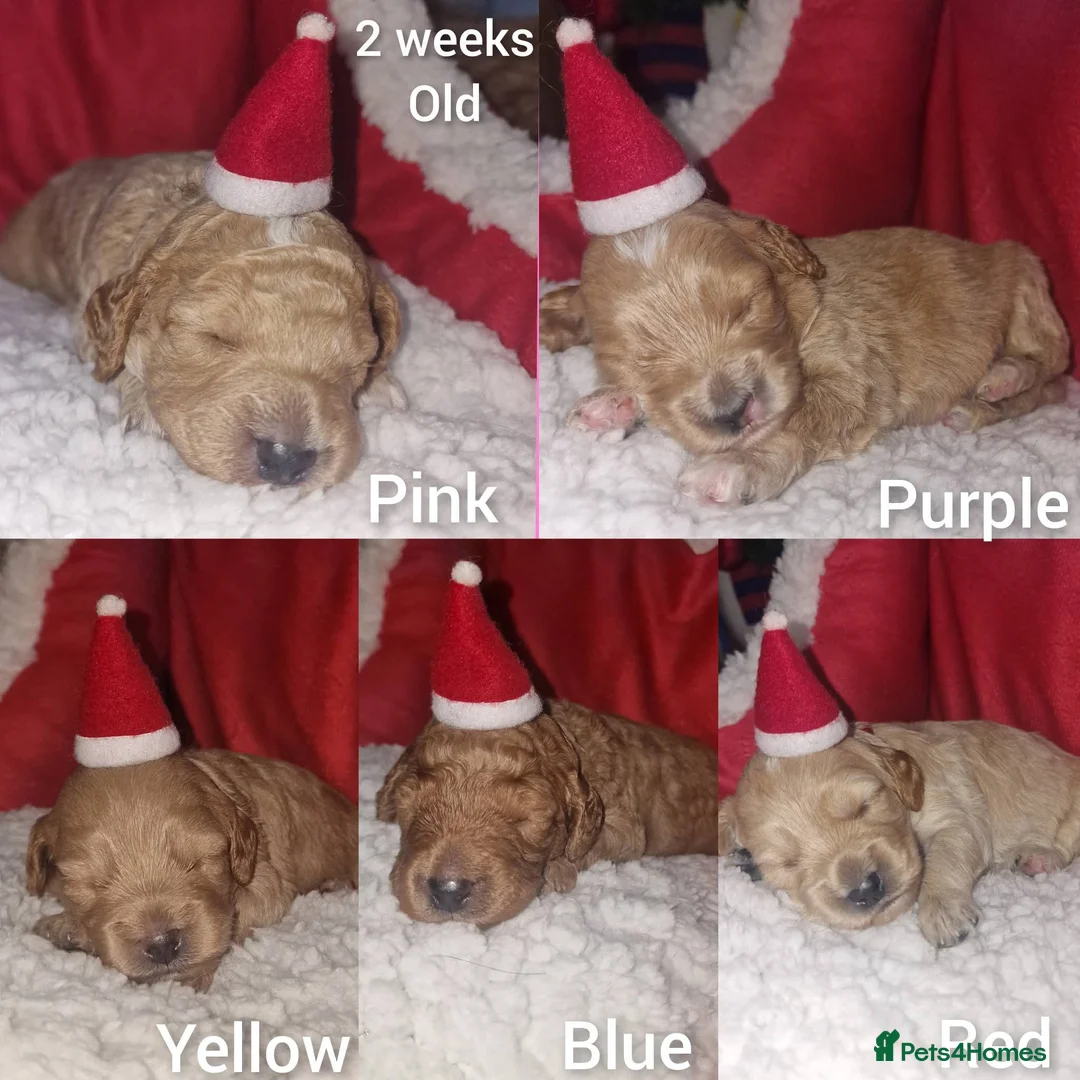 Cockapoo dogs for sale: Beautiful F1b Cockapoo Puppies For Sale 🐾 - Advert 15