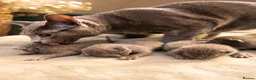 Russian Blue cats for sale: Russian Blue Kittens | TICA & GCCF | Stockport  in Stockport - Advert 5