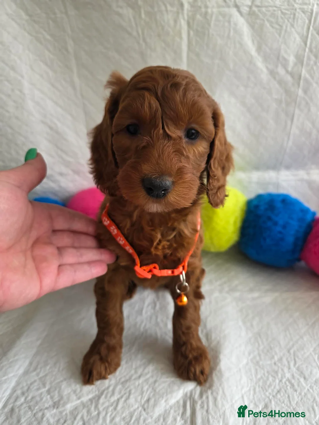 Irish Doodle dogs for sale: 👑Superb Rare Toy/Mini Deepest Red Irish Doodles👑 - Advert 2