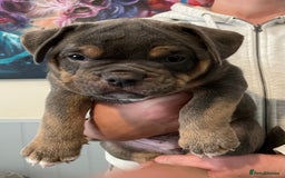 Olde English Bulldogge dogs for sale: Old English bulldogs “NEBBR “ regstd - Image 2