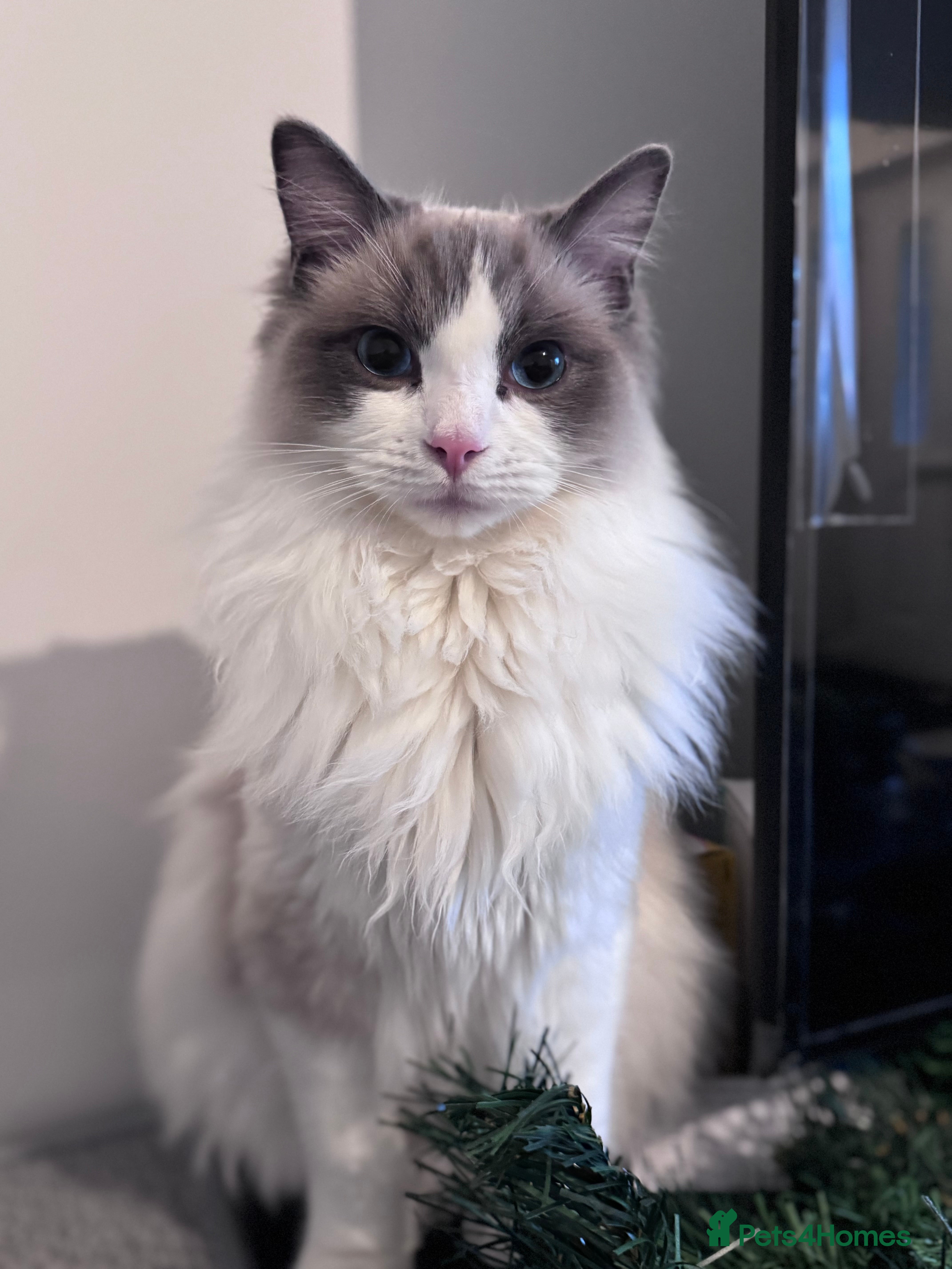 Ragdoll cats Blue GCCF registered Bicolour male - Advert 2